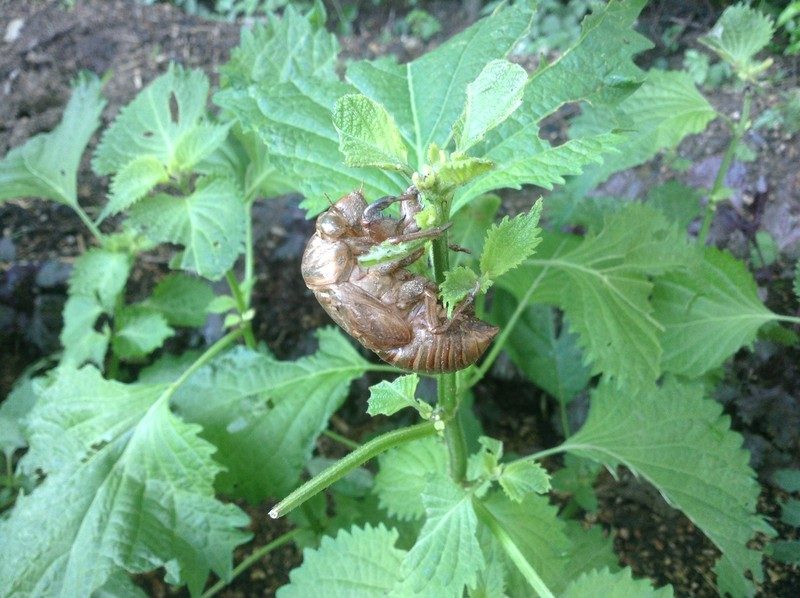 ひとつ屋染織農園は “夏まっさかり” です！