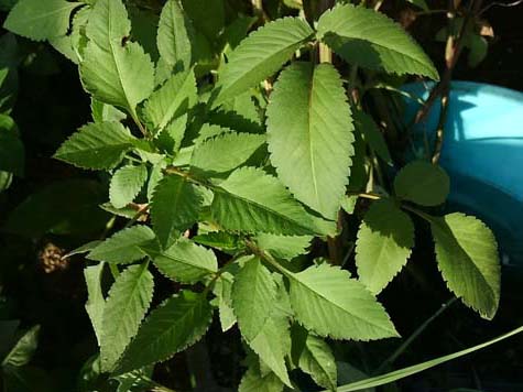 貴重な雑草!―― アメリカセンダングサ