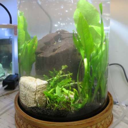 水草水槽のリベンジ!!