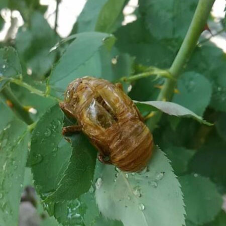 つわものどもが夢のあと