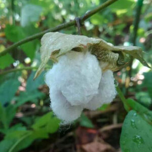 河内木綿とジャガイモ