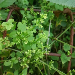 日本茜（にほんあかね）の花