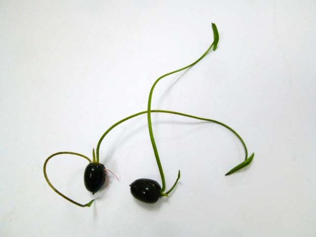 蓮、いよいよ土へ