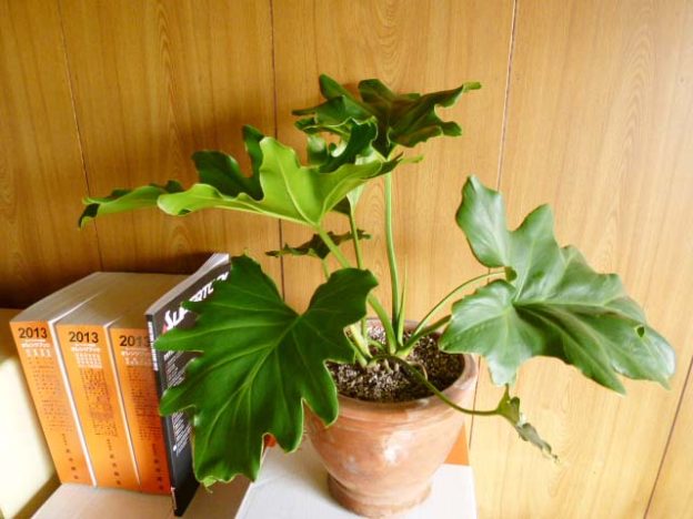 すっかり元気になりました！