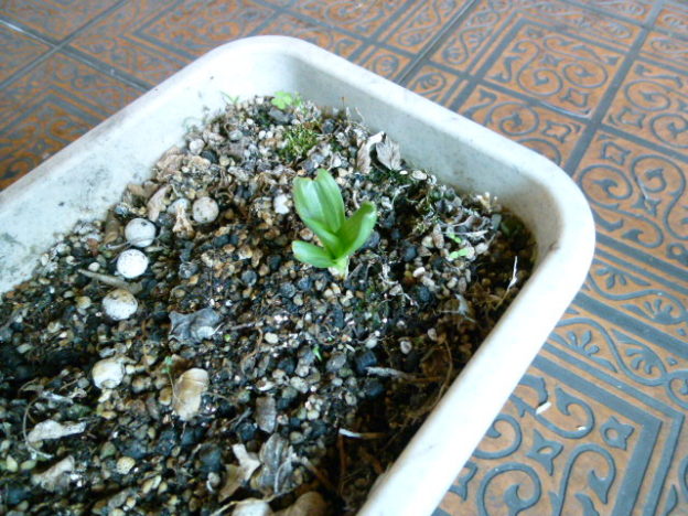 この木、なんの木!?