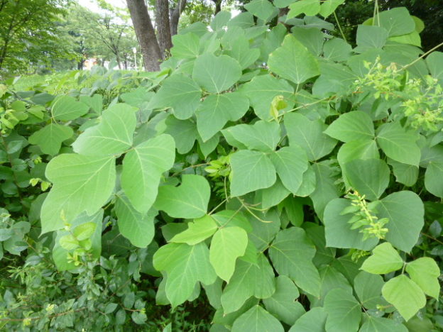 葛（くず）で染める