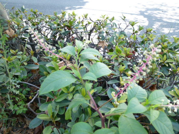 美しいものには“毒”がある!?