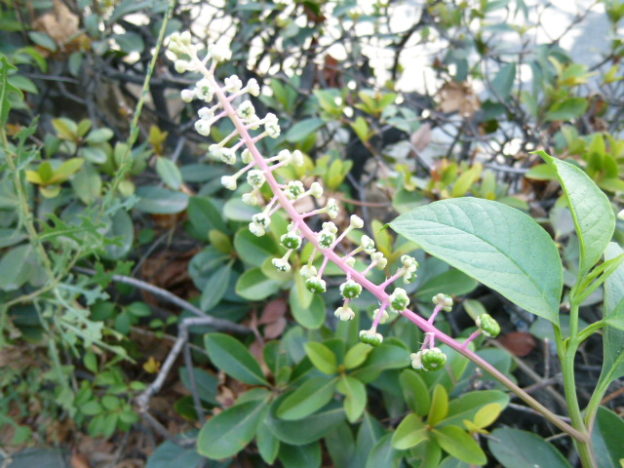 ヨウシュヤマゴボウの収穫