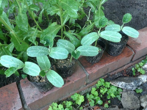 ひょうたんのリベンジ！