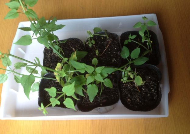 日本茜（にほんあかね）