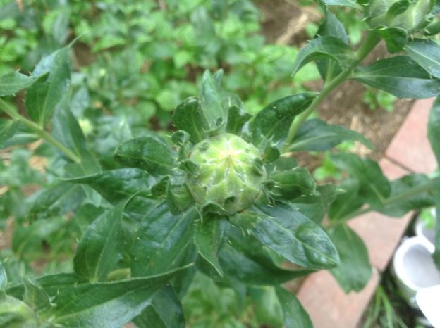 藍も紅花も元気に育っています。