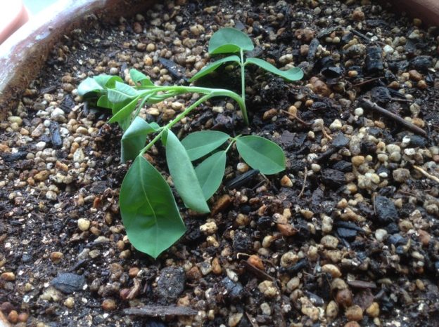 インド藍が大ピンチです!!