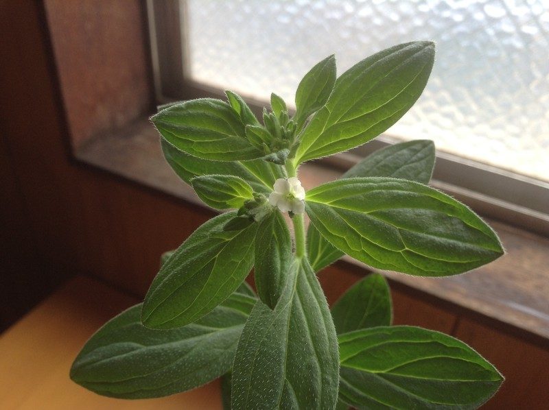 紫根の花が咲いた。