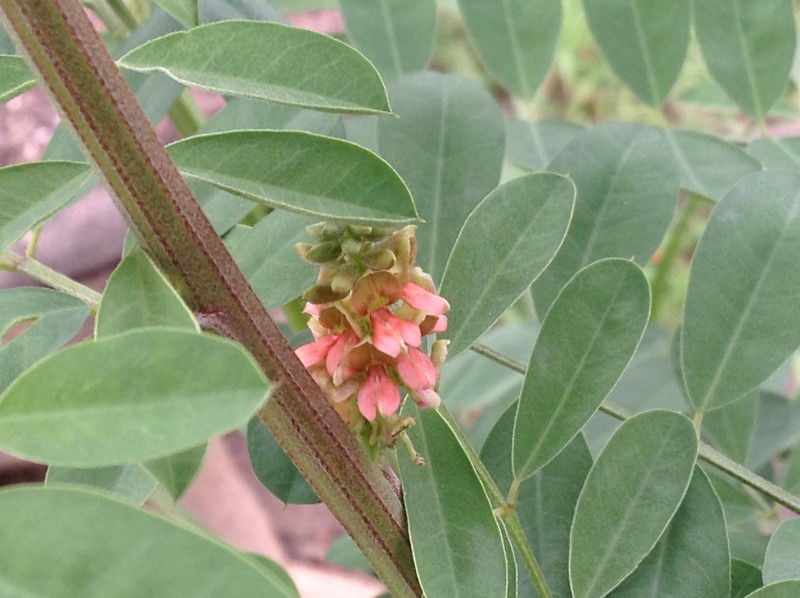 インド藍の花 | 草木染工房 ひとつ屋