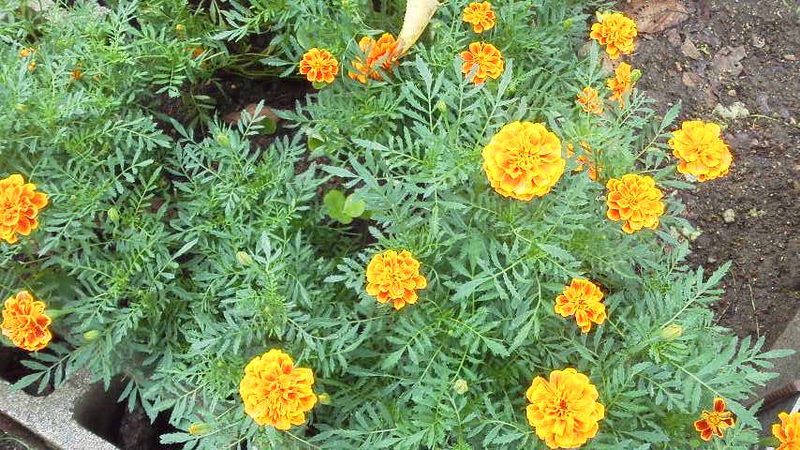 マリーゴールドの収穫
