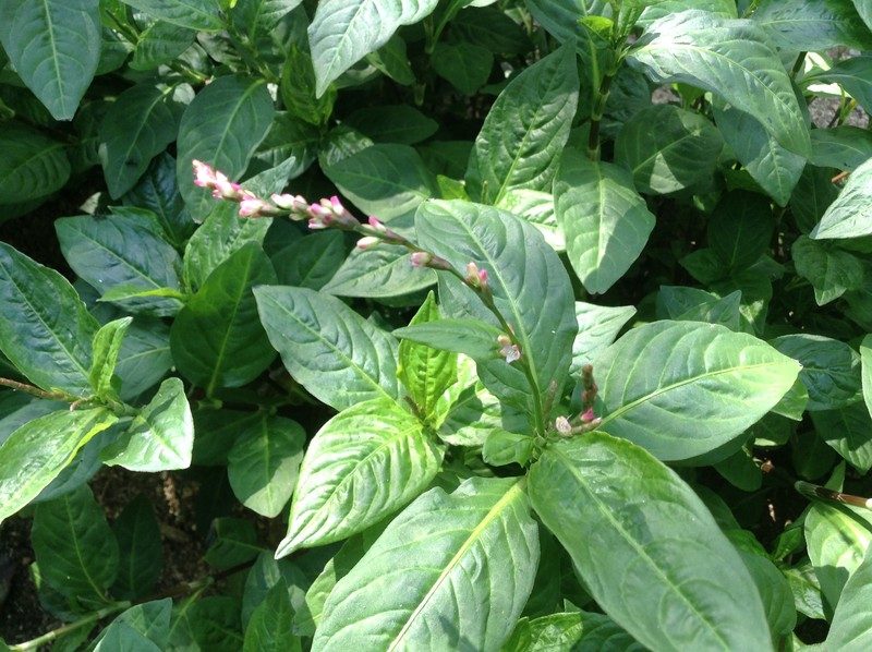 藍の花が咲いたーー。