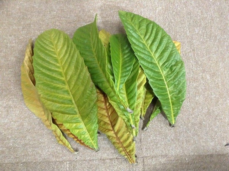 枇杷の葉染めを計画中