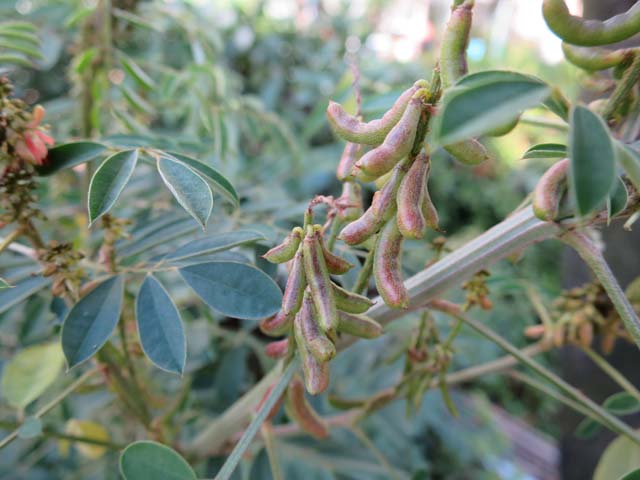 インド藍はマメ科の植物