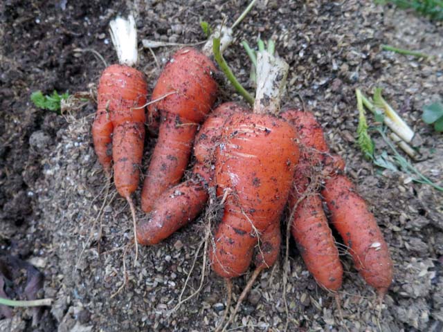 なんとも、ぶさいくな。