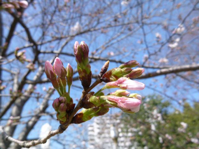 花より団子!? ―― 桜染め