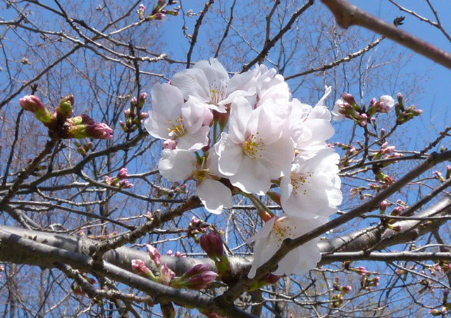 桜咲く