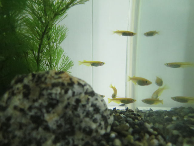 暑中お見舞い申し上げます