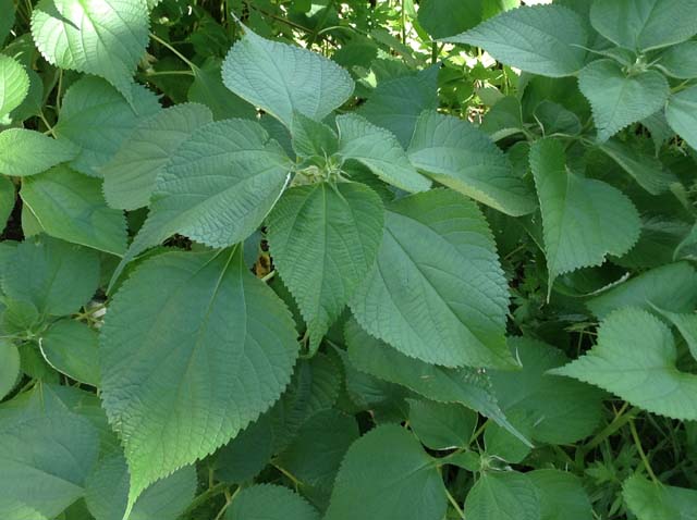 カラムシ織り ①