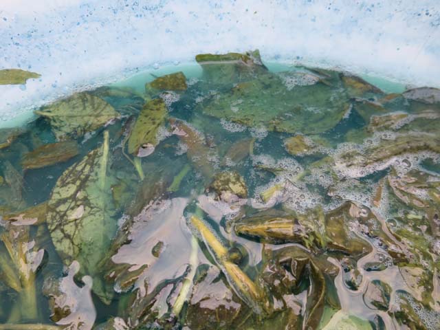 沈殿藍(泥藍)の作り方