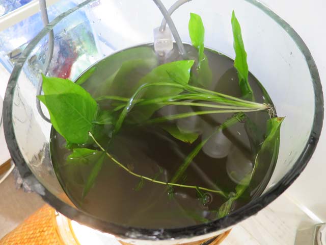 水草水槽 大失敗!!