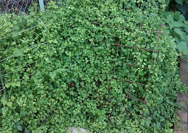 日本茜（ニホンアカネ）