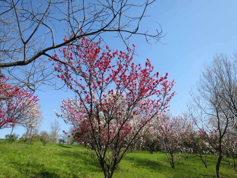 三色の花を咲かせる八重桜