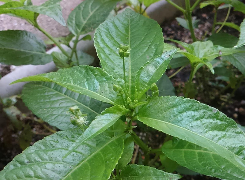 山藍（ヤマアイ）