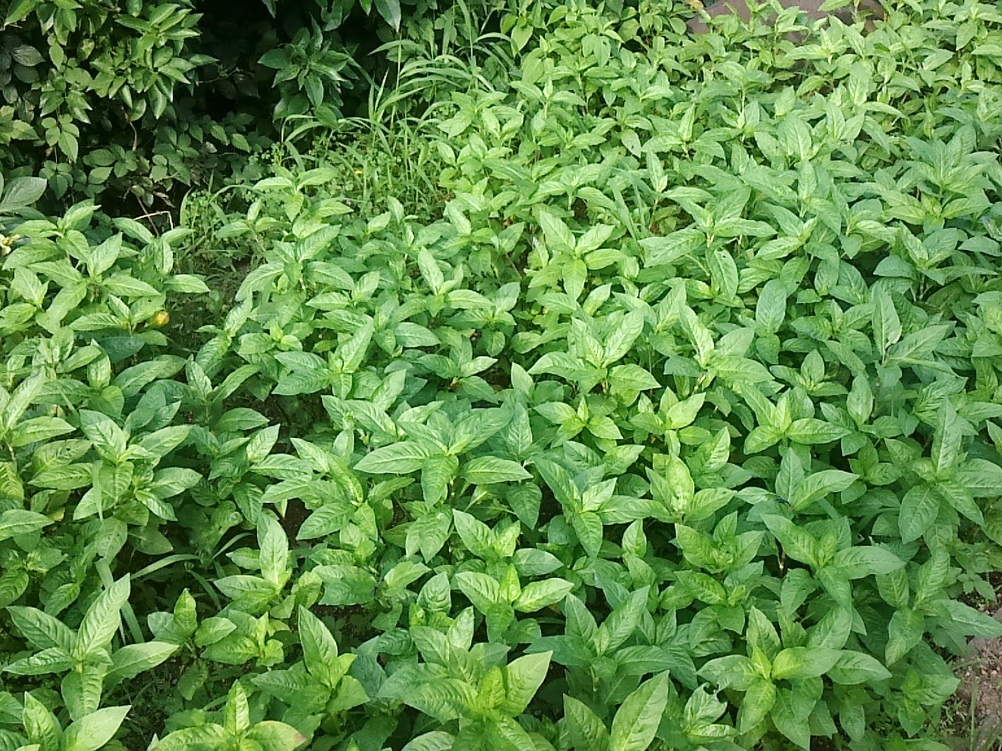 半夏生と藍の収穫