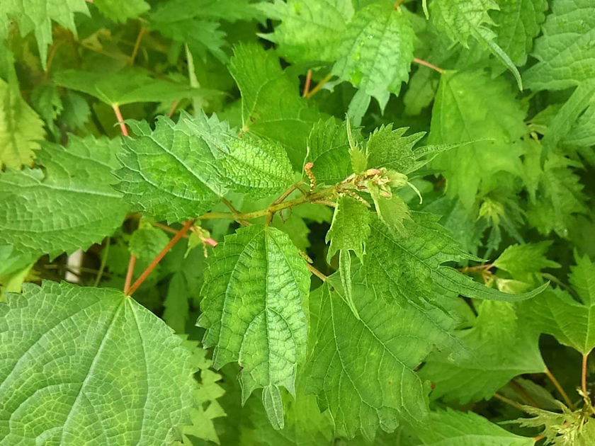 ひとつ屋染料農園
