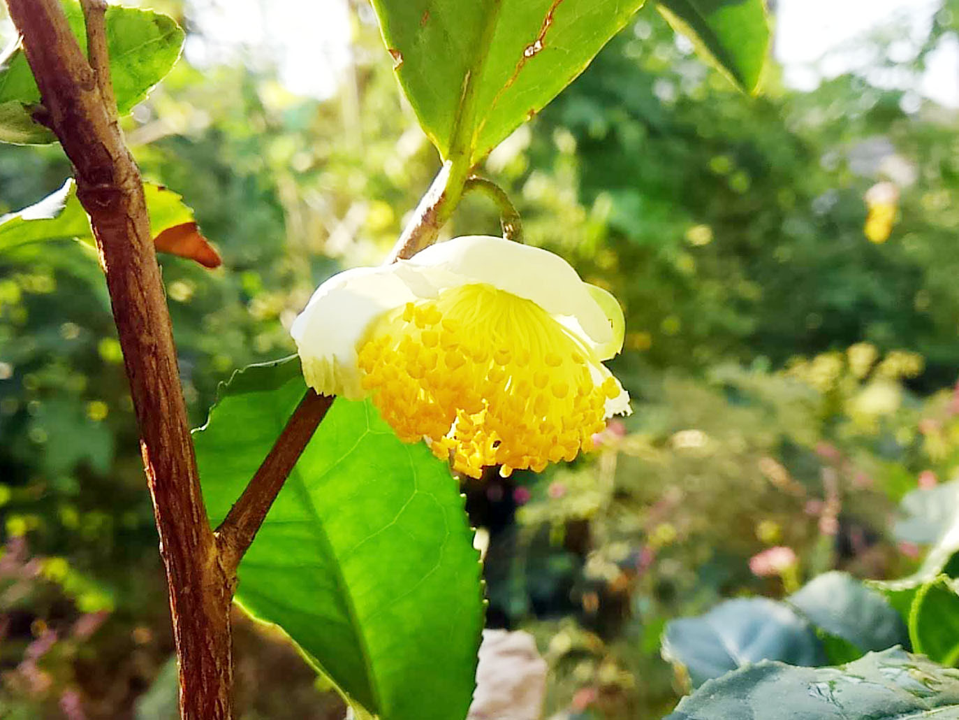 tea flower