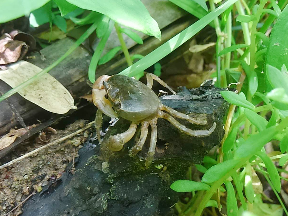 田舎歳時記――草刈り