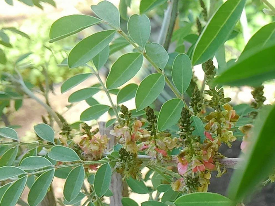 インド藍の花が咲いている。