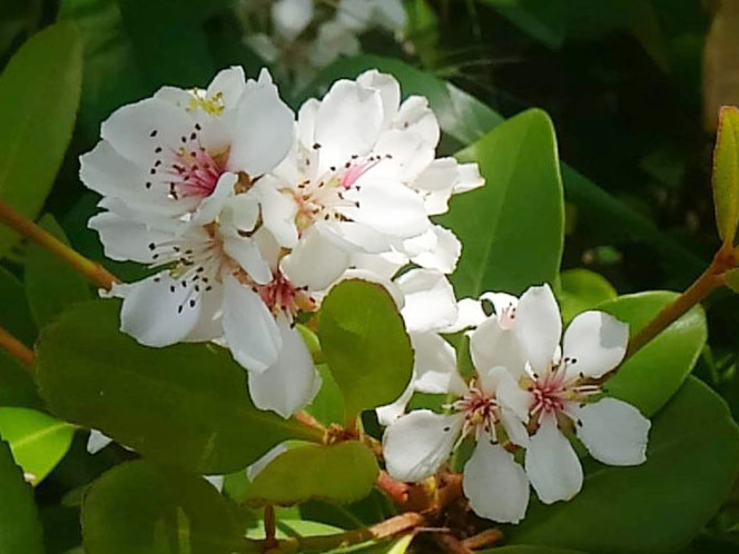 車輪梅の花が咲いている
