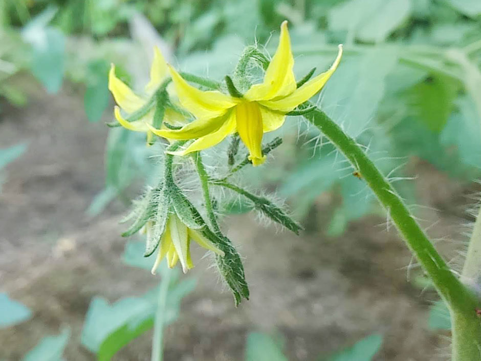 トマトの味のするトマト