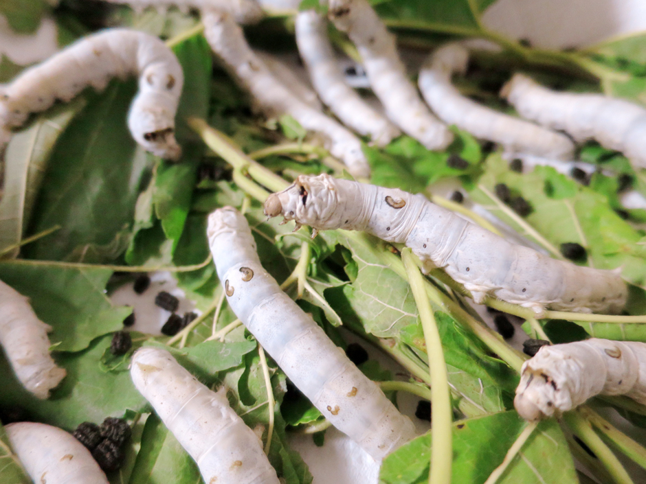 おそこ（養蚕）