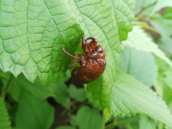 気が付けば、蝉が鳴いている