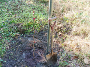 葡萄（ぶどう）を植えた。