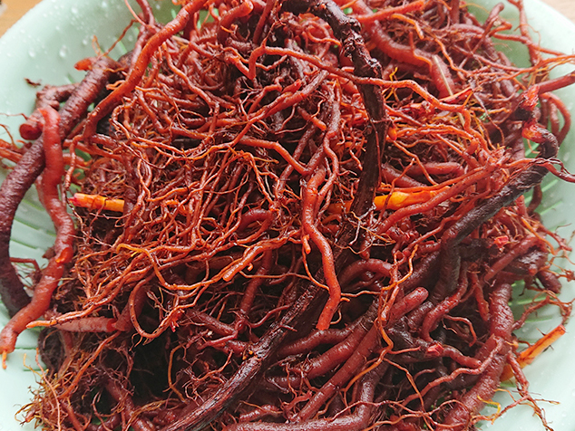 自家栽培の西洋アカネ（Madder）を収穫。