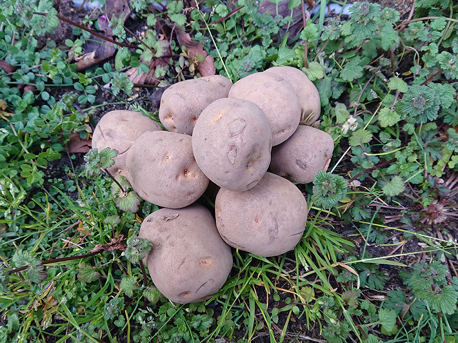 ジャガイモを植えた。