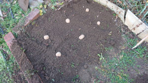 ジャガイモを植えた。