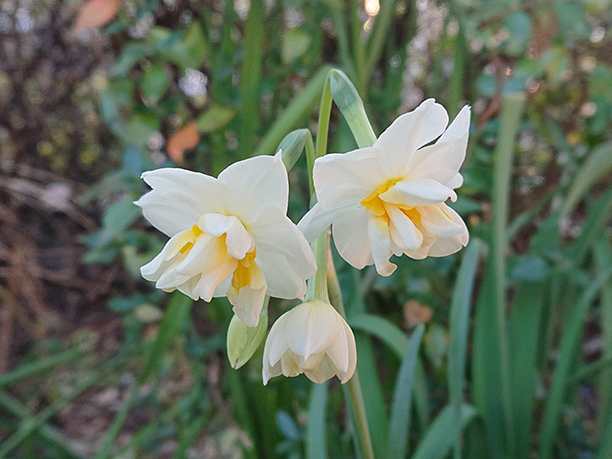 水仙の花
