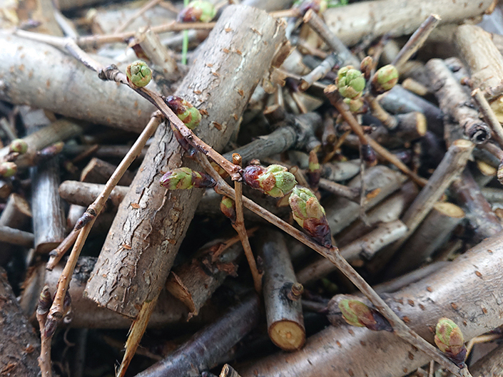 桜染め①(染料を作る)
