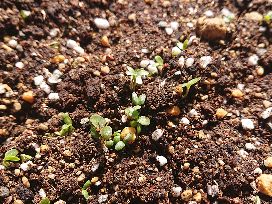 阿波藍（藍が芽を出した）