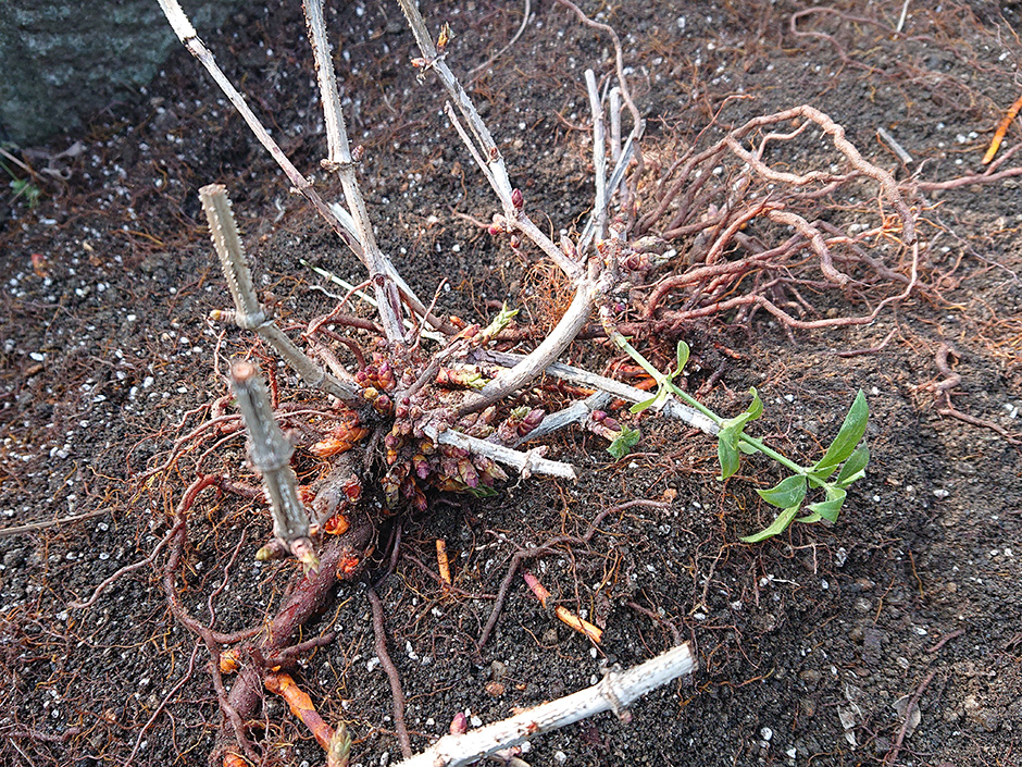 20年1月20日（晴）