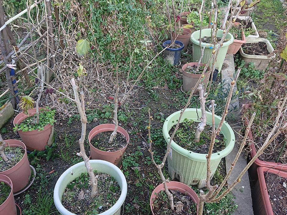 20年2月4日（晴）